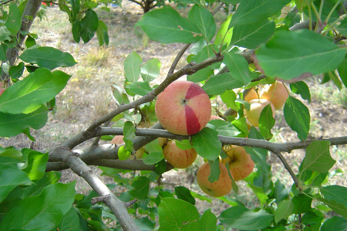 Picking fresh fruit in the Adelaide Hills